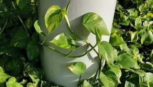 plantas para a casa jiboia