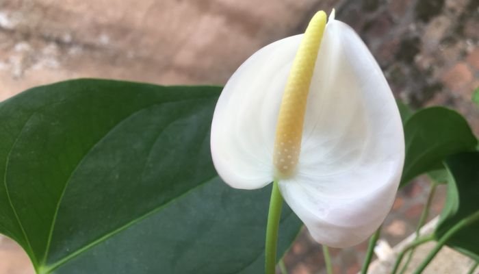 Plantas Para A Casa: Veja Sugestões - Blog Do Pão