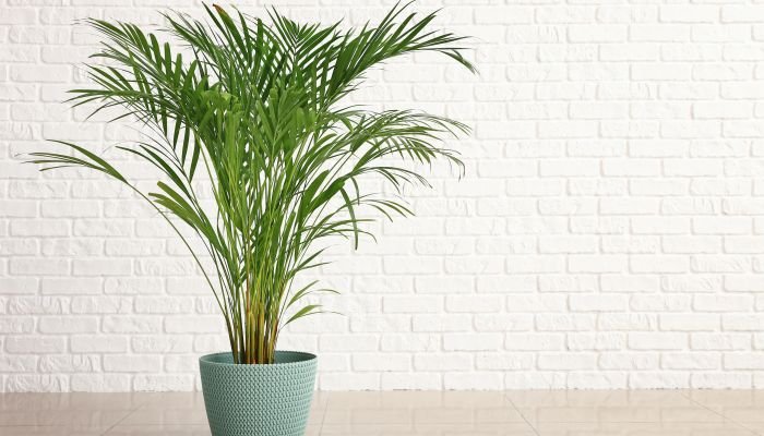 plantas para a casa palmeira-areca