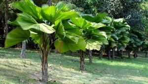 plantas para a casa palmeira-leque