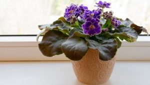 plantas para a casa violeta