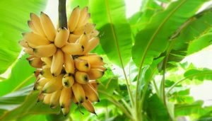 benefícios da banana bananeira