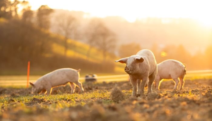 bem-estar animal suíno