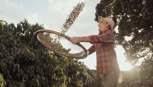 Conheça a história do café: origem, trajetória e principais produtores