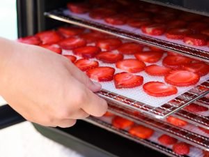 Estante de forno elétrico com morangos sendo desidratados.