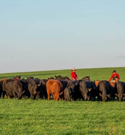 Grupo de gado em pastagem, representando a produção de carne de origem responsável.