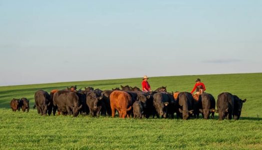 Carne de origem responsável Pão de Açúcar, qualidade que vai do campo até a sua mesa