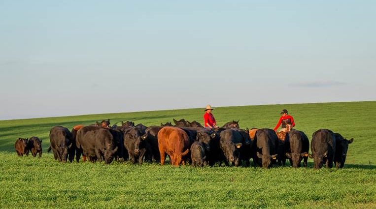 Grupo de gado em pastagem, representando a produção de carne de origem responsável.