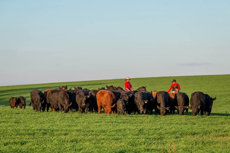 Grupo de gado em pastagem, representando a produção de carne de origem responsável.