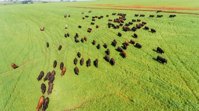 Vista aérea de gado em pastagem, simbolizando compromissos com a sustentabilidade na produção de carne.