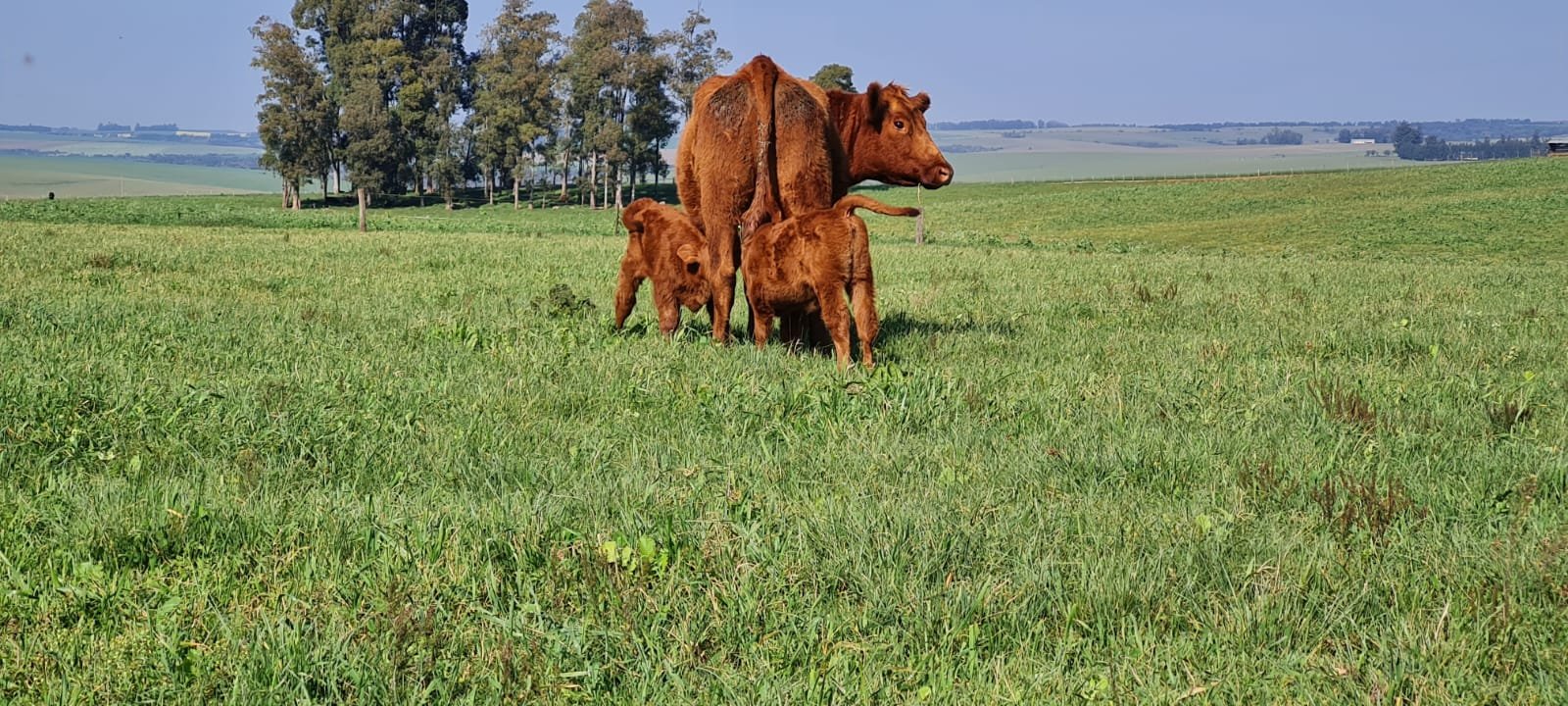 vaca e seus bezerros bem estar animal