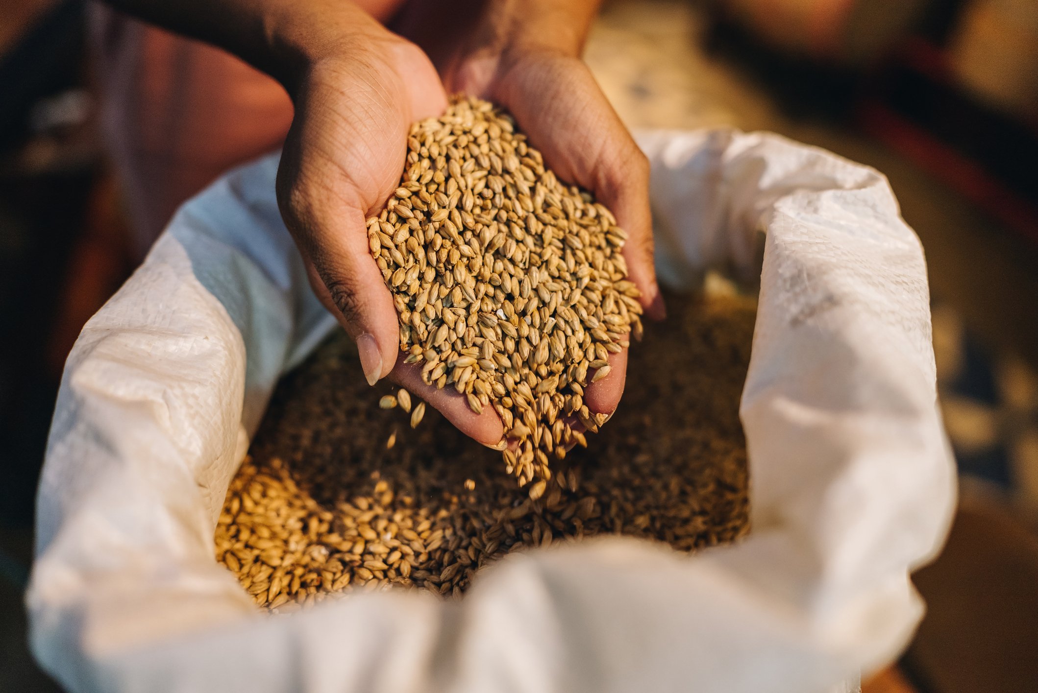 Cevada sendo manuseada, rica em fibras e betaglucanas que ajudam a controlar os triglicerídeos