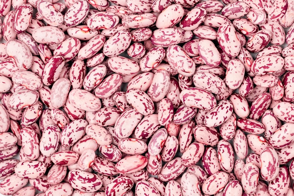 Feijão-rosinha cru (cranberry beans) em close, grãos claros rajados de rosa, tipo de feijão entre os mais consumidos